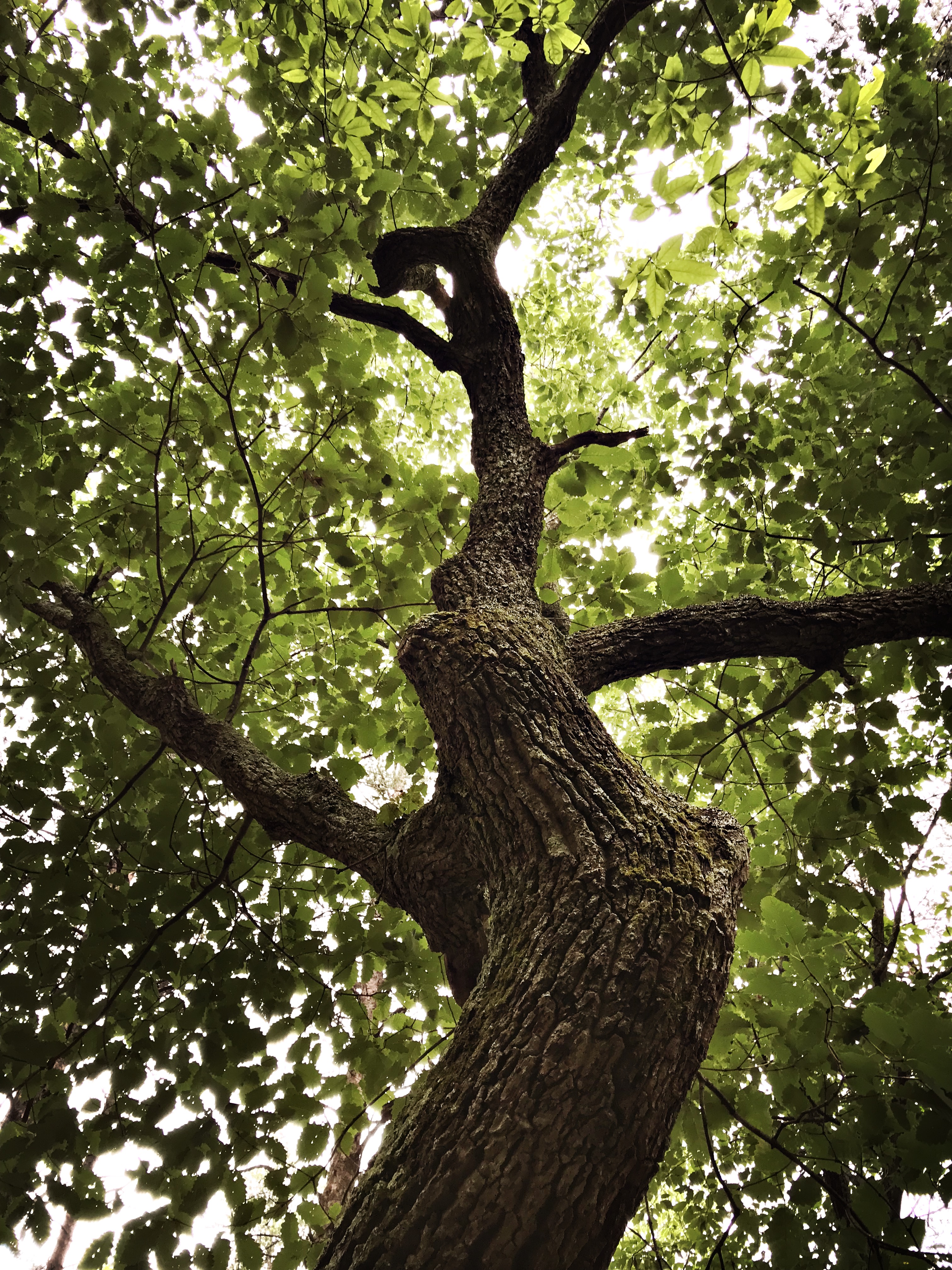 Crowders Mountain State Park – tree – sweetwilder